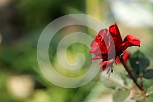 Red Rose