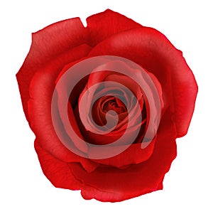 Červená růže květina 