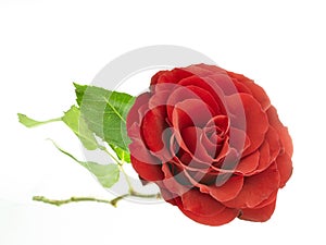 Red rose