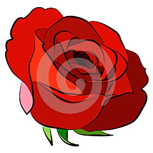 Red Rose