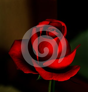 Red Rose