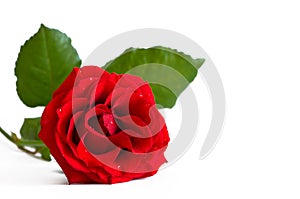 Red Rose