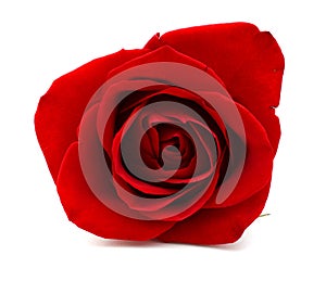 Red rose