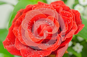 Red rose