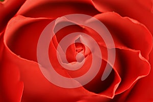 Red rose