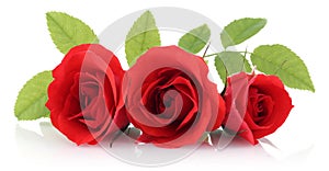 Red Rose