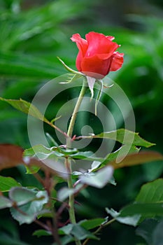 Red rose