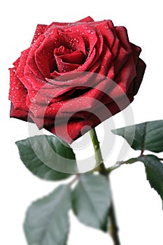 Red Rose