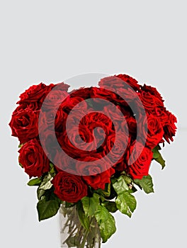 Red rose