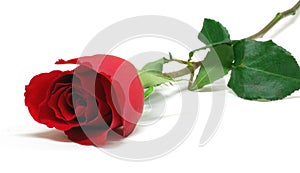 Red rose