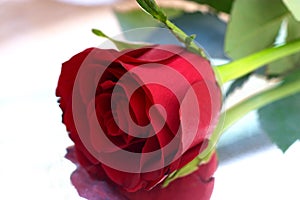 Red rose 7