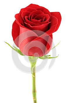 Red rose photo