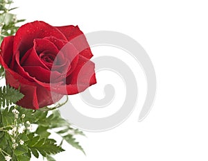 Red rose