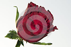 Red rose