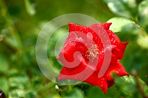 Red Rose