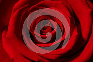 Červená růže 