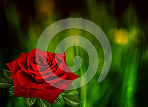 Red rose on abstract bokeh