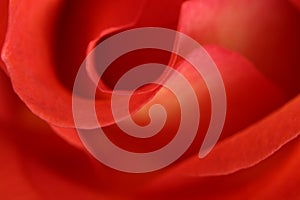 Červená růže abstraktní makro 