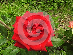 Red rose against a backdrop of green meadow grass