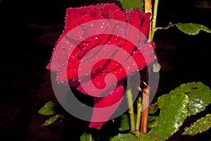 Red rose against a dark background, with water drops on its petals and leaves deposited by an evening rainstorm.