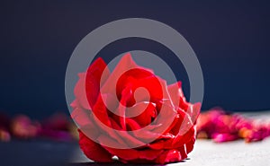 A red rose for all lovers of the world
