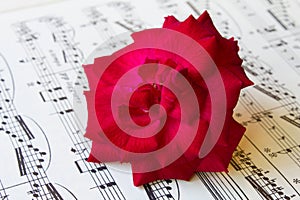 Red rose on an ancient sheet music