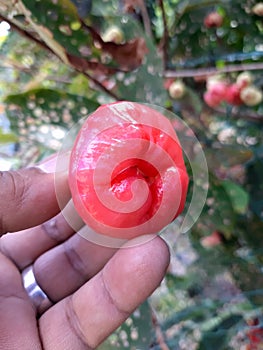 red rose apple fruit ready to eat