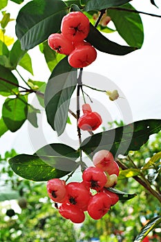 Red rose apple tree