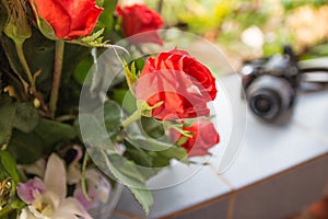 Red rose as a natural and blur camera travel background