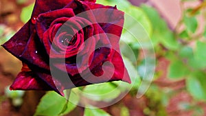 Red rose photo