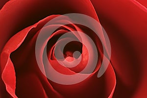 Red Rose Background