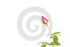Red rose background, bud flower