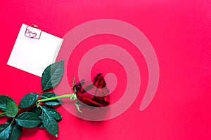 Red rose on red background with copyspace and sticker with a paper clip and heart, a reminder on a note sheet. A gift for a woman