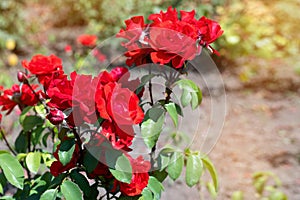 Red rose on a background  of green park. Red rose closeup on a bush in the park