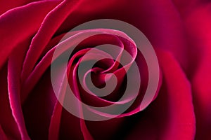 Red rose background - natural flower closeup