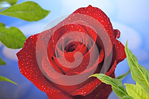 Červená růže květina 