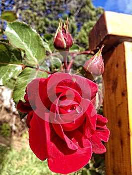 Red Rose photo