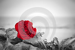 Red rose on the beach. Color against black and white. Love, romance, melancholy concepts.