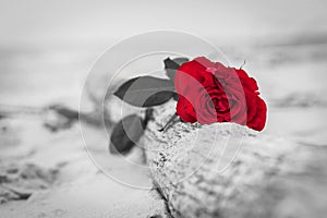 Red rose on the beach. Color against black and white. Love, romance, melancholy concepts.