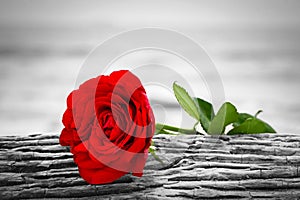 Red rose on the beach. Color against black and white. Love, romance, melancholy concepts.