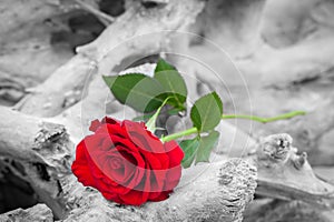 Red rose on the beach. Color against black and white. Love, romance, melancholy concepts.