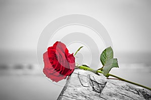 Red rose on the beach. Color against black and white. Love, romance, melancholy concepts.