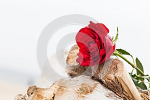 Red rose on the beach. Love, romance, melancholy concepts.