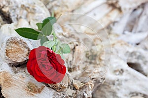 Red rose on the beach. Love, romance, melancholy concepts.