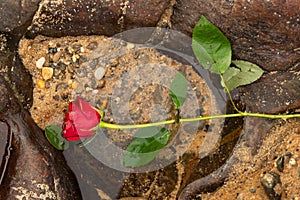 A red rose in the beach water among the dark rocks. Cloudy day