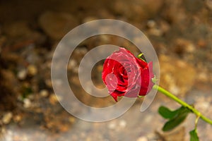 A red rose in the beach water. Romantic scene