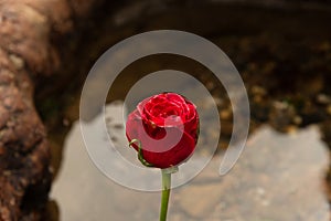 A red rose in the beach water. Romantic scene