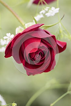 A red rose on beautiful background