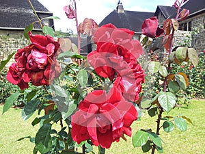 `red rose` beautiful flower in sri lanka