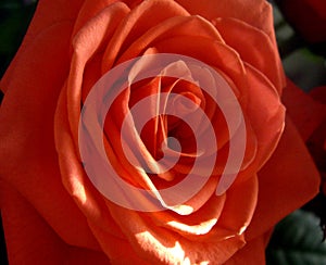 Red rose ,beautiful flower, sunnyday photo